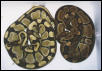 One nice pair of ballpythons