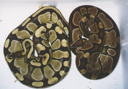 One nice pair of ballpythons