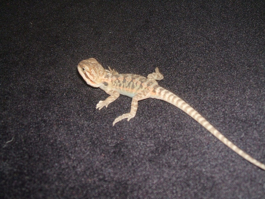 transluscent leatherback