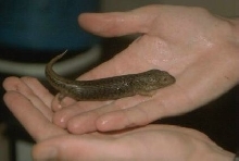 adelaidensis