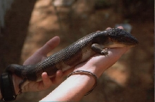 occipitalis