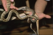 spilota cross