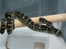 spilota sp.