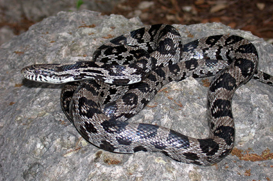 Breeding?