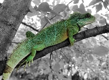 danny in a tree