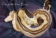 You gotta love Boas...