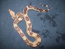 2C  II