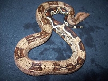 2C