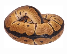1.0 Clown #01 Hatched 06.04.11