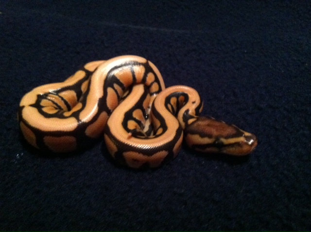 Full stripe desert 2
