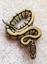 Post shed Desert