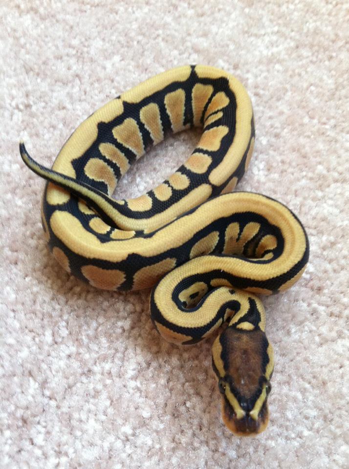 Post shed Desert