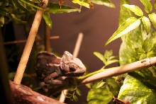 JÃ¼rgin the chameleon