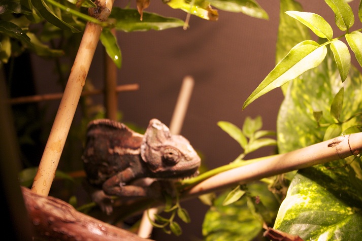 JÃ¼rgin the chameleon