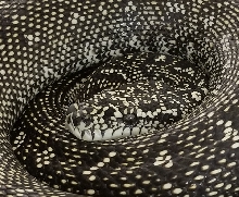 Pure Diamond Python