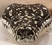 Pure Diamond Python Head
