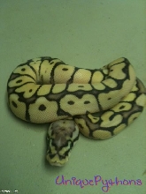 2011 BumbleBee Mojave