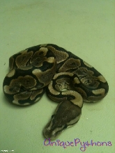 2011 Cinnamon Woma