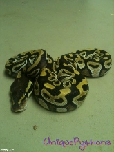 2011 Mojave