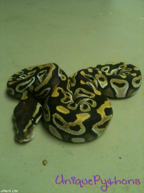 2011 Mojave