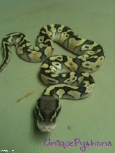 2011 Pastel Lesser