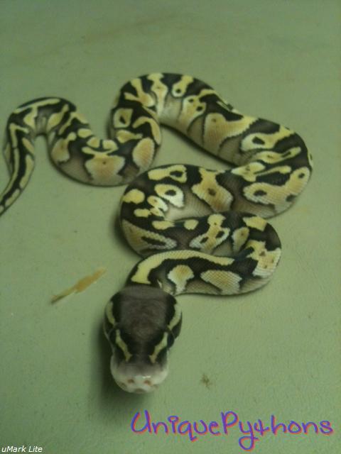 2011 Pastel Lesser