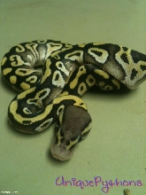 2011 Pastel Mojave