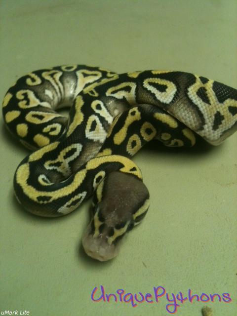 2011 Pastel Mojave