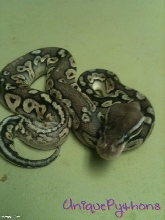 2011 Pewter