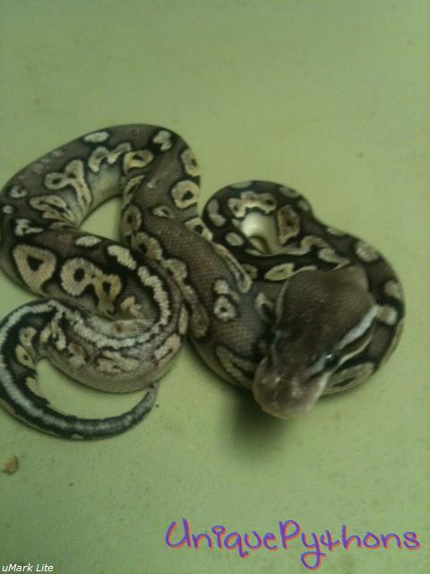 2011 Pewter