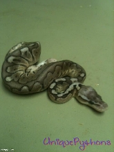 2011 Pewter Woma