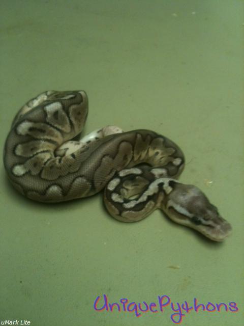 2011 Pewter Woma