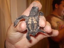 Sea Turtle