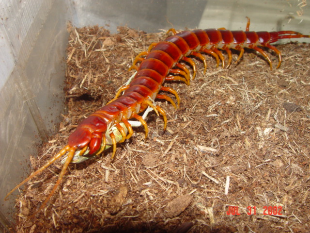 peru2