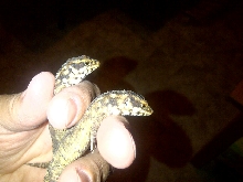 Hosmer's Skink's