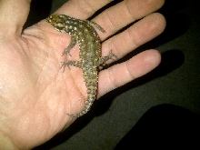 Hosmer's Skink's