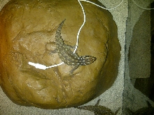 Hosmer's Skink's