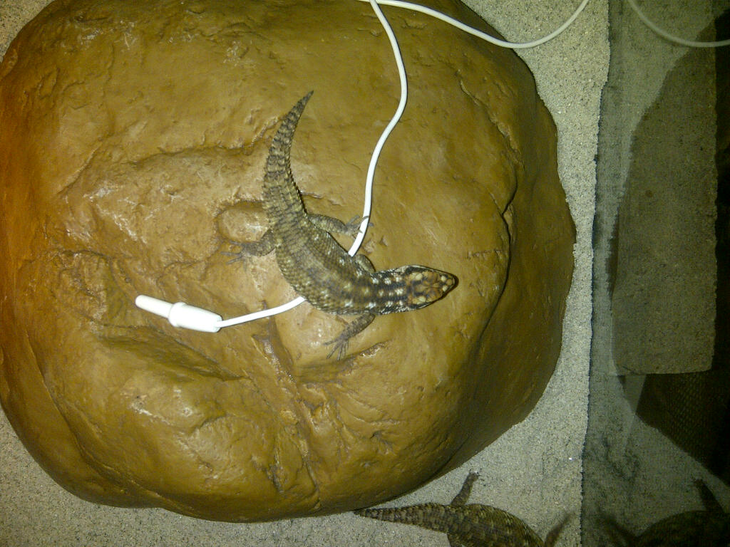 Hosmer's Skink's