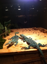 V. Prasinus basking
