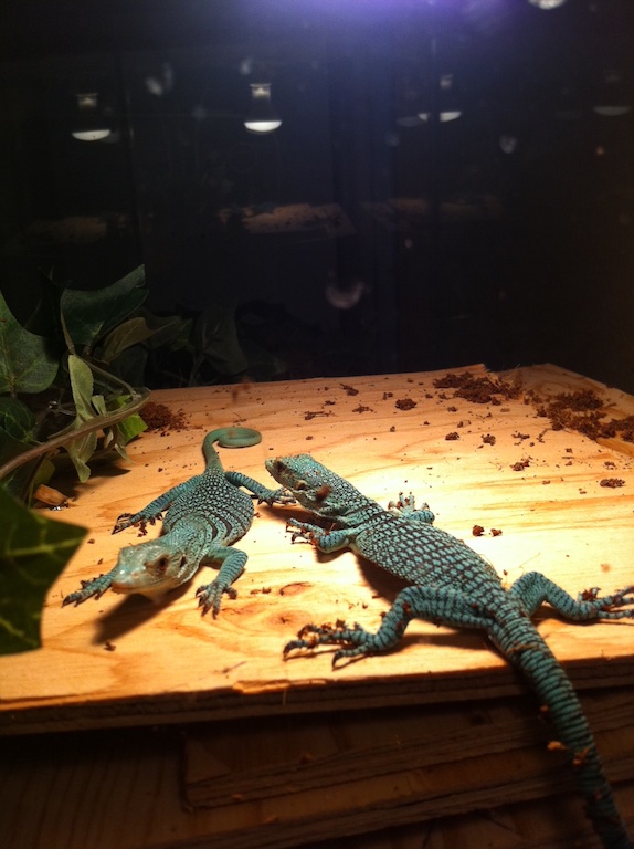 V. Prasinus basking