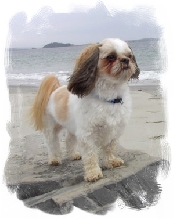 Beinn at beach