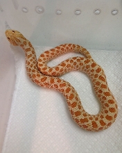 Female Albino Western Hognose