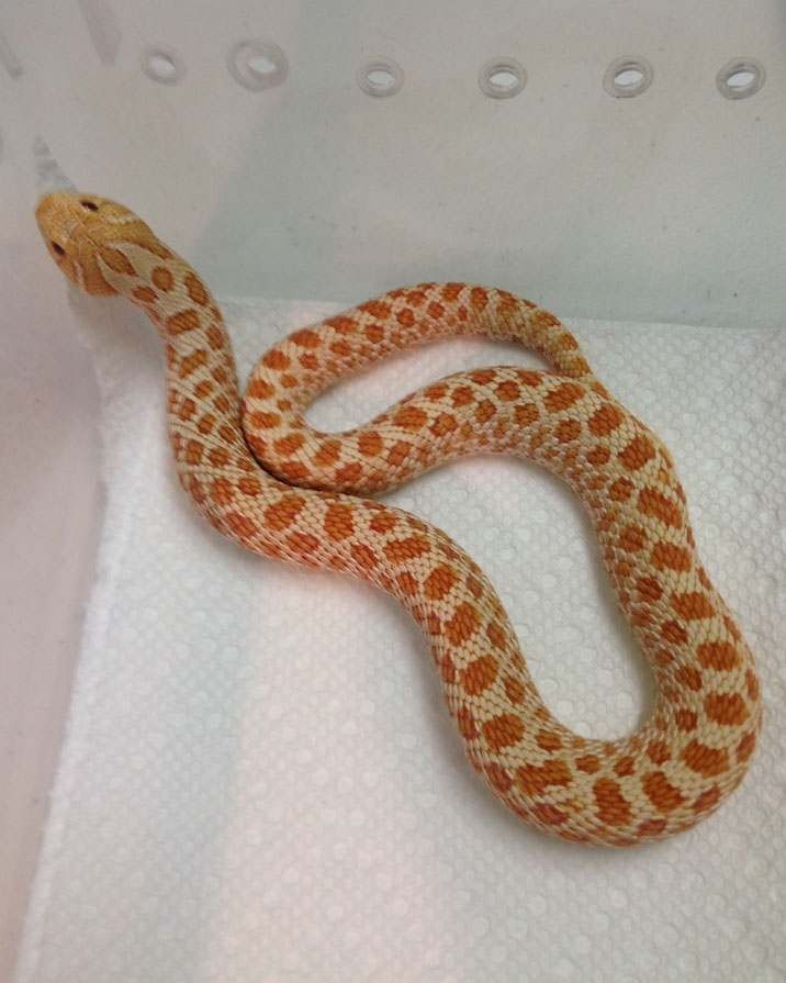 Female Albino Western Hognose