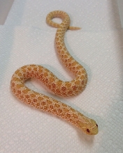 Male Albino Western Hognose