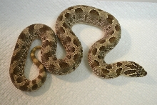 Female Anaconda Het Albino Western Hognose