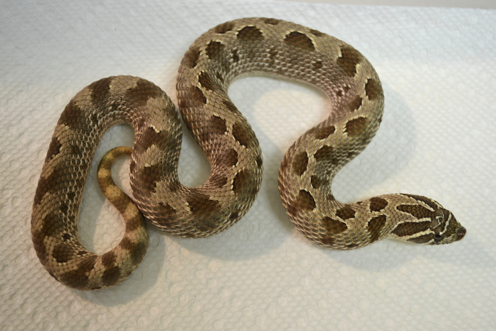 Female Anaconda Het Albino Western Hognose