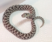 Male Axanthic Western Hognose