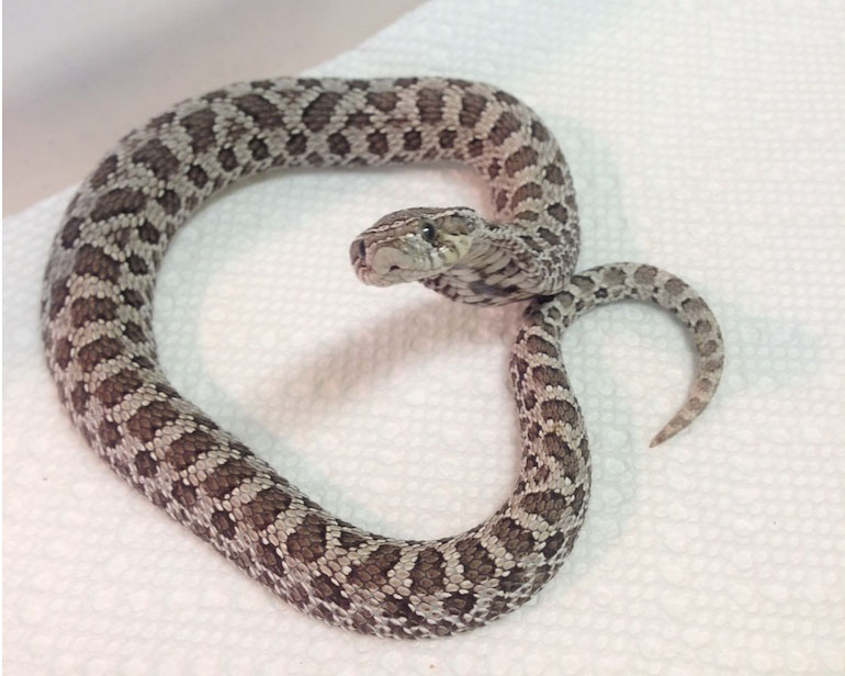 Male Axanthic Western Hognose