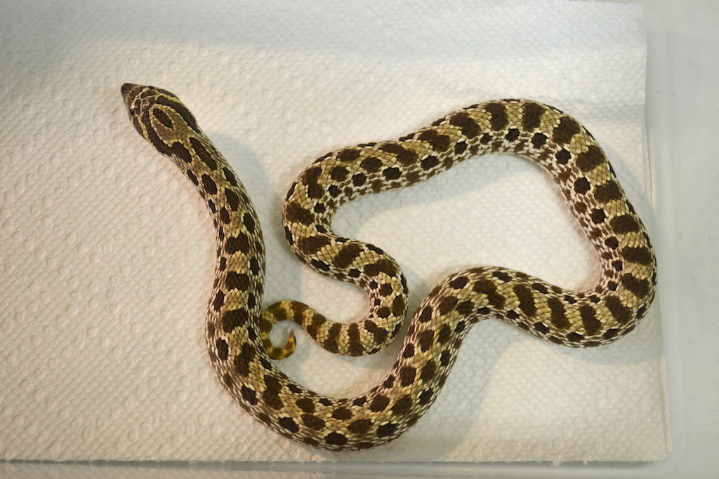 Female Het Albino Western Hognose