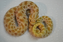 Male Toffee Belly Western Hognose